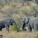 Elephant pair